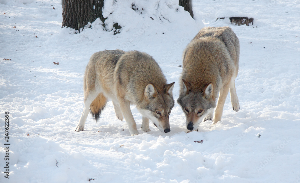 Fototapeta premium Two wolves in the winter in the forest