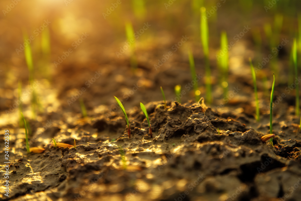 Rice seedlings are growing. Rice seedlings are growing.