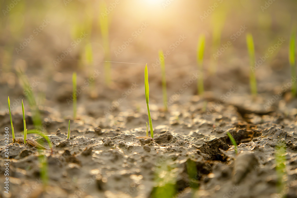 Rice seedlings are growing. Rice seedlings are growing.