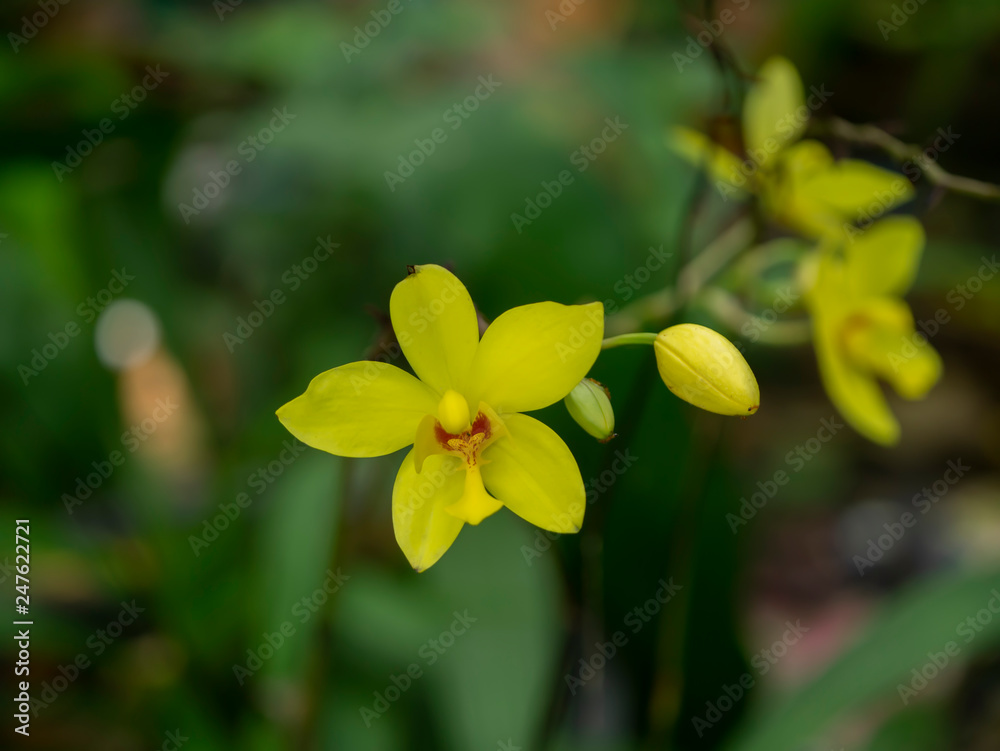 Spathoglottis plicata Blume flower Spathoglottis plicata Blume flower