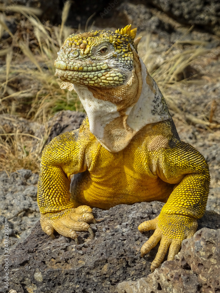 Obraz premium Head shot of a Land Iguana, Galapagos Islands