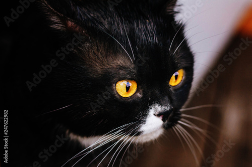 British cat with yellow eyes. Gray white color.