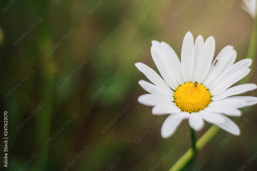 White daisies. In gentle tones. Wild flowers in summer White daisies. In gentle tones. Wild flowers in summer
