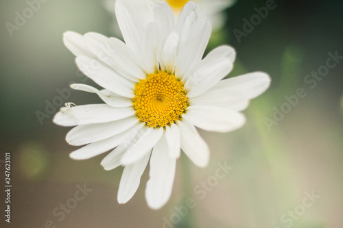 White daisies. In gentle tones. Wild flowers in summer