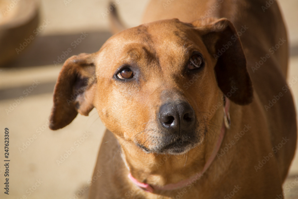 Curious Rhodesian Ridgeback