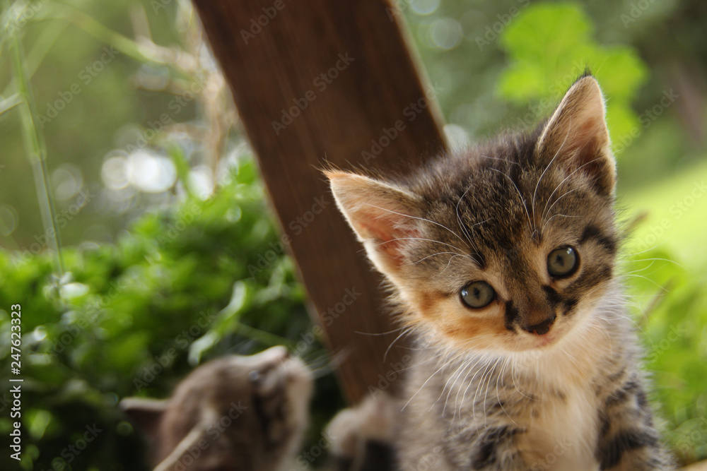 Obraz premium Adorable Kitty