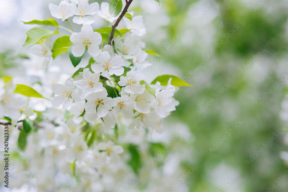 Flowering of the apple tree in the garden. White flowers on a tree