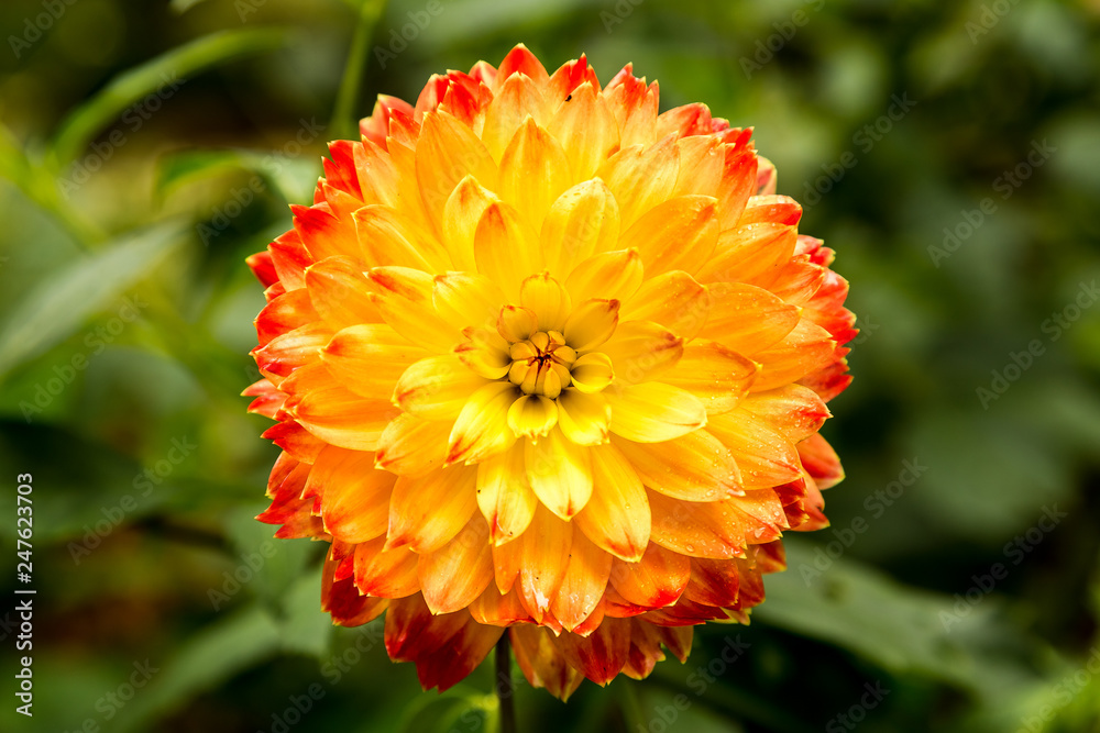 Yellow Chrysanthemum flowers Yellow Chrysanthemum flowers