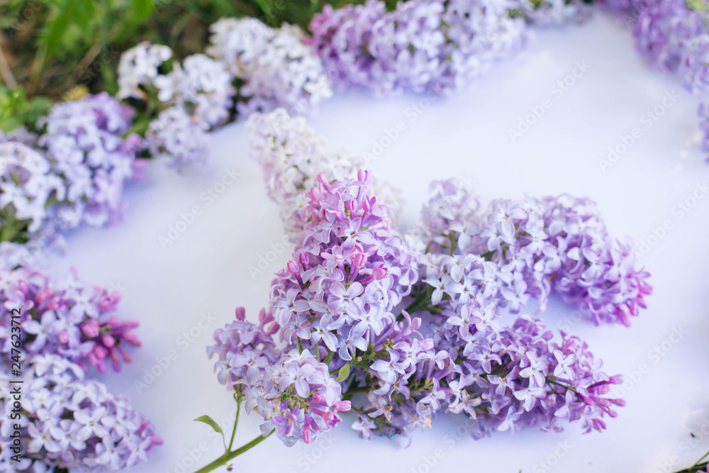a branch of lilac on a gentle background