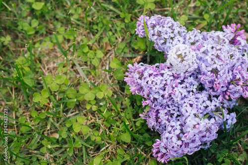 a branch of lilac on the grass