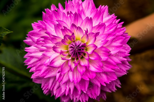 Pink Chrysanthemum flowers