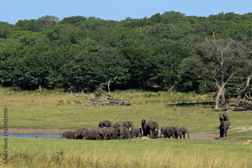 Naklejka premium Słonie, Park Narodowy Hwange, Zimbabwe