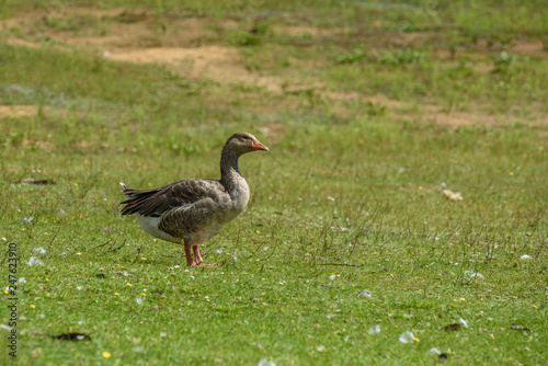 Lonely duck on green grass.
