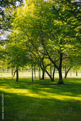 Nature in the park. Green trees in the garden.