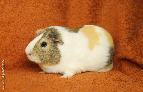 cute young brown, white and beige guinea pig on the blanket