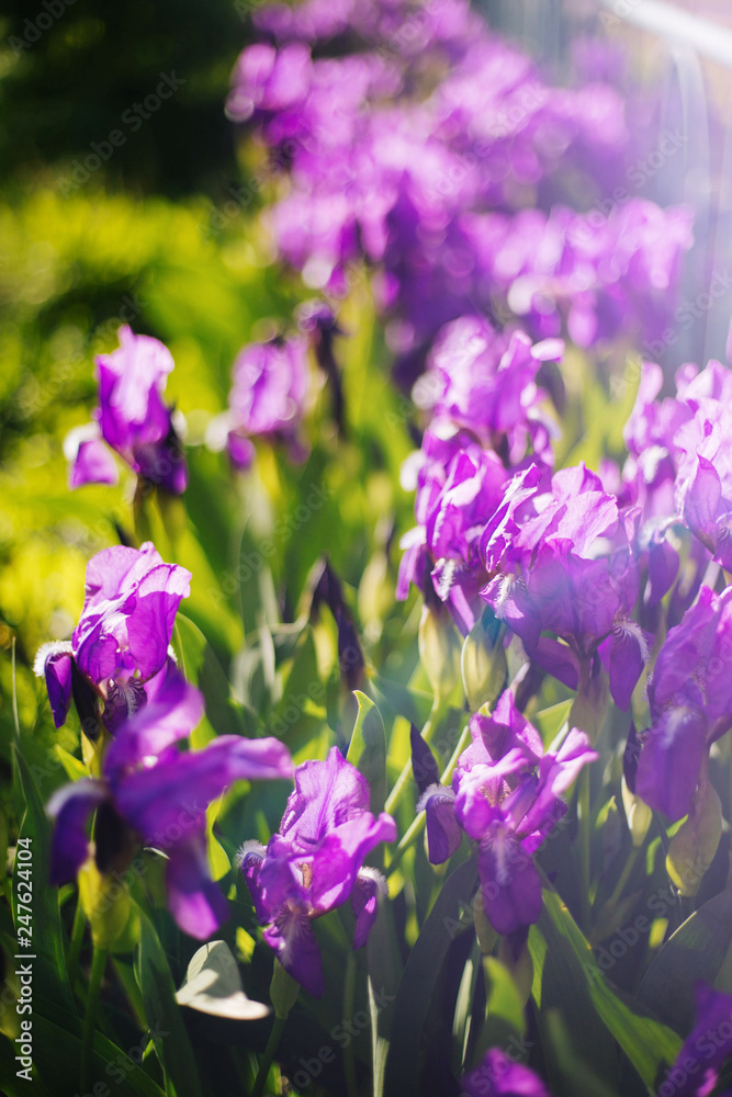 Flowers violet irises. irises grow on the flower bed Flowers violet irises. irises grow on the flower bed