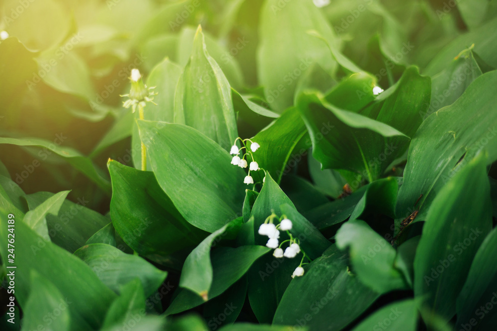 Obraz premium Flowering of lily of the valley. Green leaves. Lilies of the valley in the garden