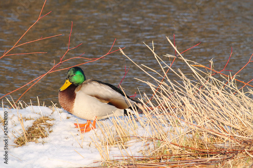 mallard duck male (anas platyrhynchos) standing on the island in the river in winter