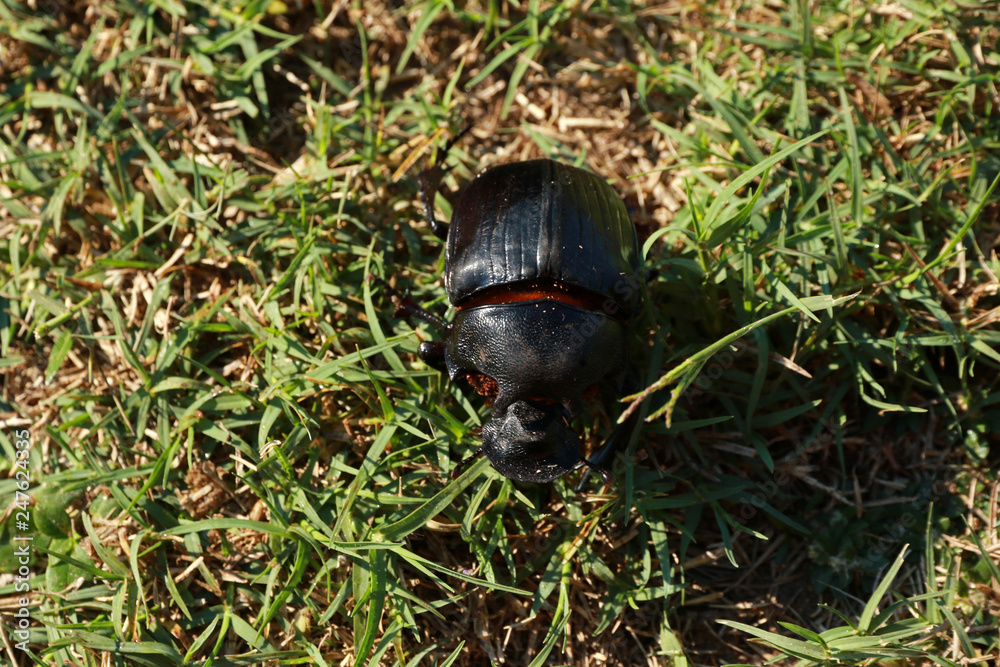 Dung beetle, Hwange National Park, Zimbabwe Dung beetle, Hwange National Park, Zimbabwe