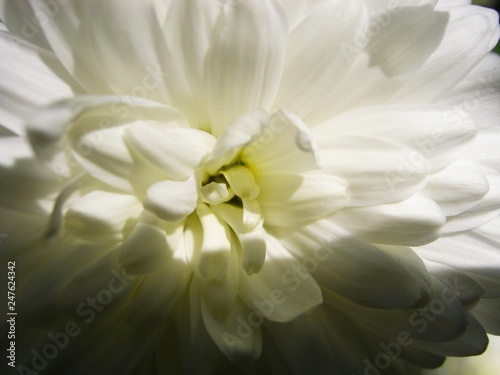 White chrysanthemum flower in the sun rise