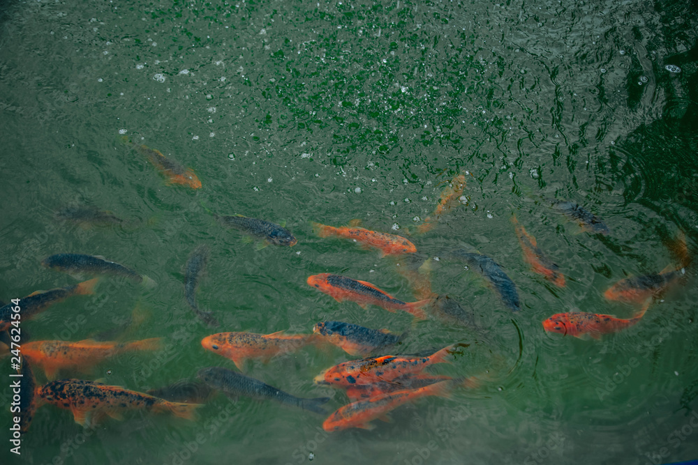 Red fish swim in the pond. Trout in the emerald water. Red fish swim in the pond. Trout in the emerald water.