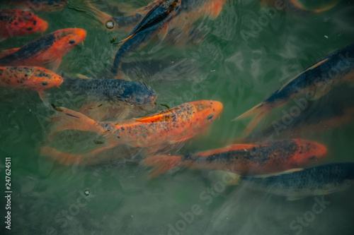 Red fish swim in the pond. Trout in the emerald water. © Вероника Преображенс
