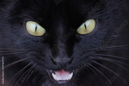 Angry Black Cat