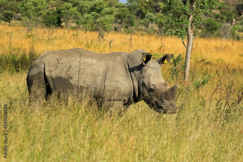 White rhino, Matobo National Park, Zimbabwe White rhino, Matobo National Park, Zimbabwe