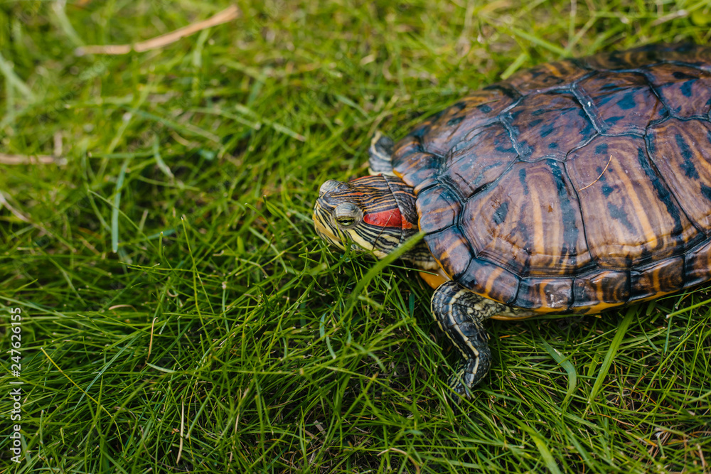 Fototapeta premium turtle with red ears on the green juicy grass in the park