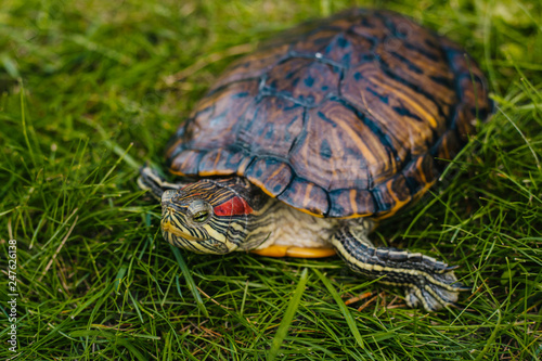 turtle with red ears on the green juicy grass in the park
