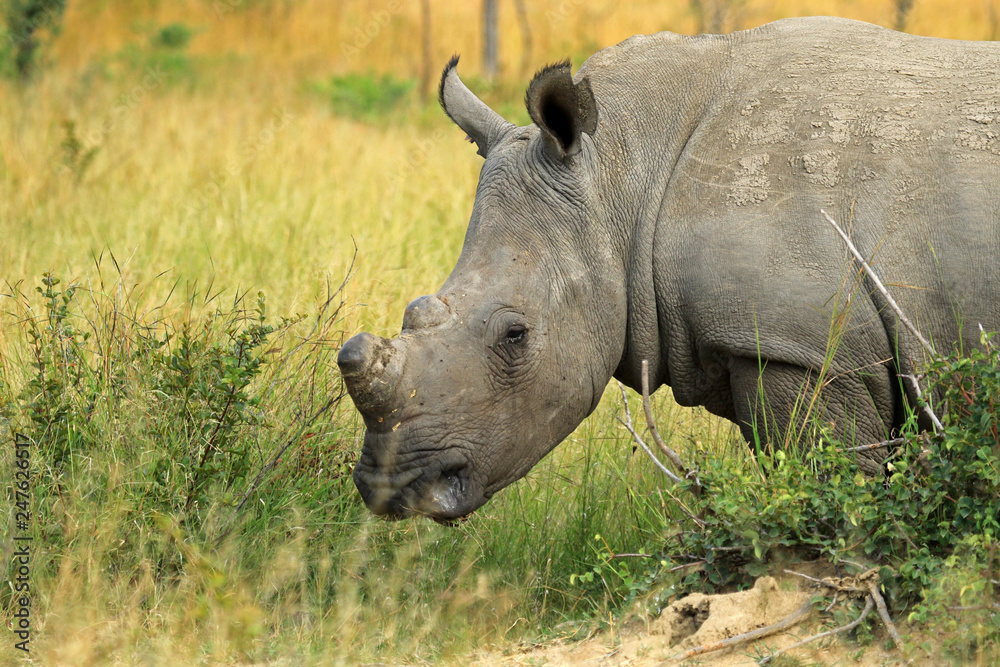 Obraz premium White rhino, Matobo National Park, Zimbabwe
