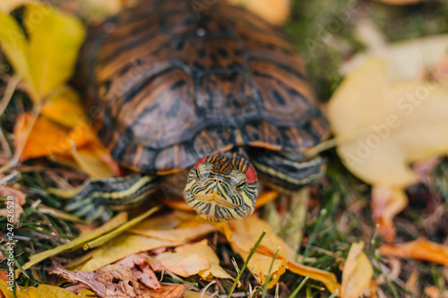 red-eared turtle on autumn leaves.