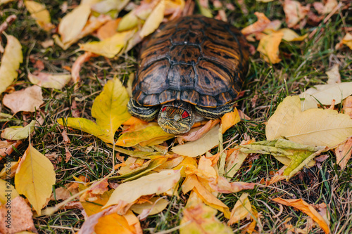 red-eared turtle on autumn leaves.