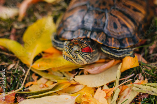 red-eared turtle on autumn leaves.
