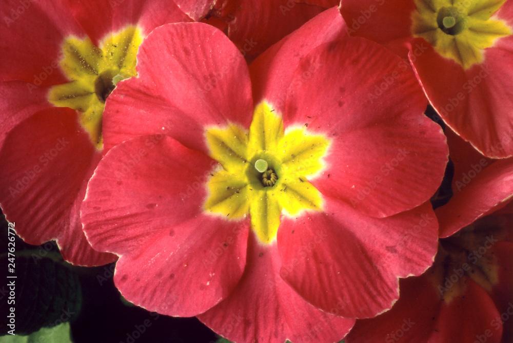 Primrose Primrose