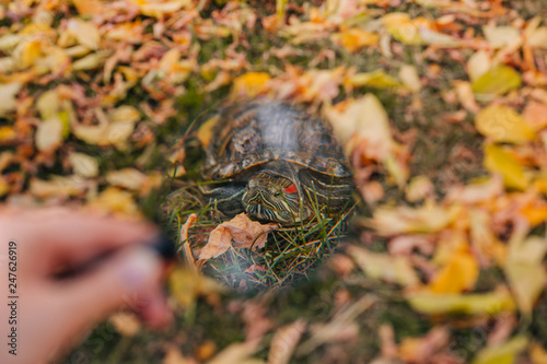 red-eared turtle on autumn leaves. Turtle through a magnifier