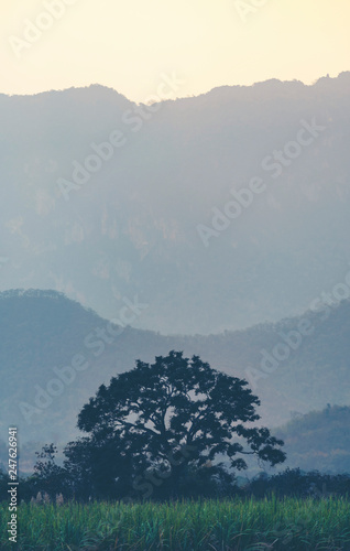 tree in tropical forest
