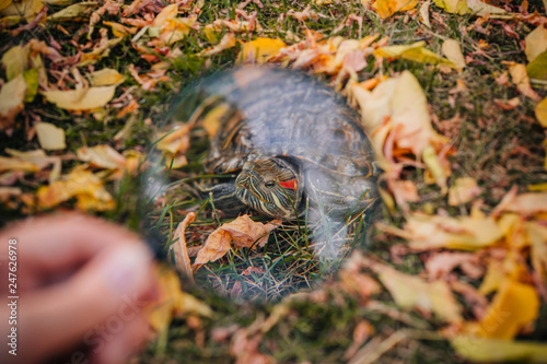 red-eared turtle on autumn leaves. Turtle through a magnifier