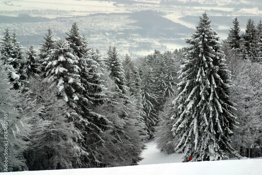 Obraz premium Snow covered forest, Sljeme, Zagreb, Croatia