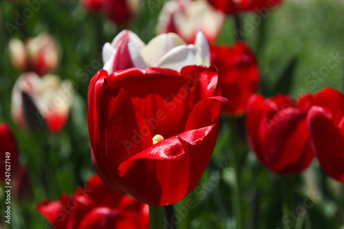 Beautiful Red Tulip