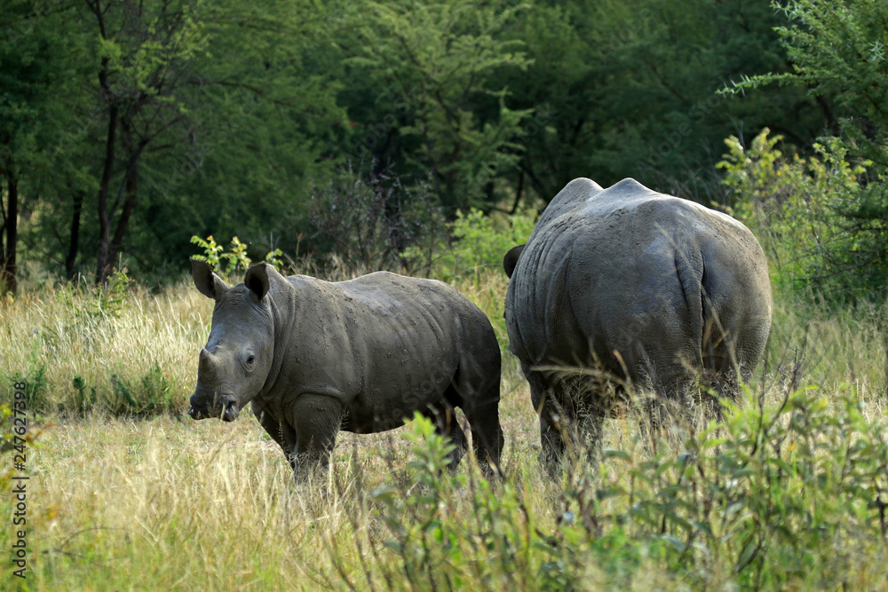 White rhino and calf, Matobo National Park, Zimbabwe