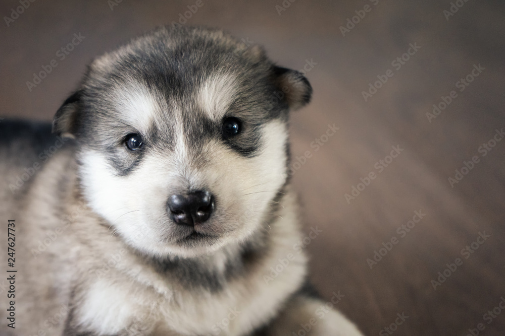 Alaskan Malamute puppy on wooden floor. Toned