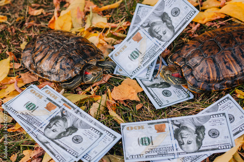 Red-eared turtles on dry leaves in the fall with money. Money Turtle with Dollars