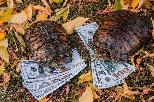 Red-eared turtles on dry leaves in the fall with money. Money Turtle with Dollars