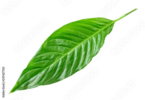 Tropical leaf on white background