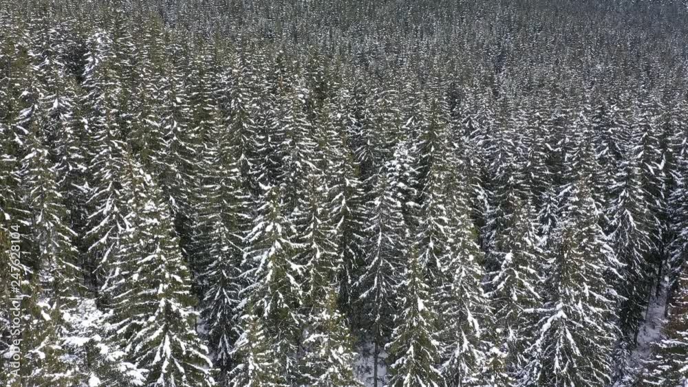 Snowy mountains and forests taken from the drone from the air Snowy mountains and forests taken from the drone from the air