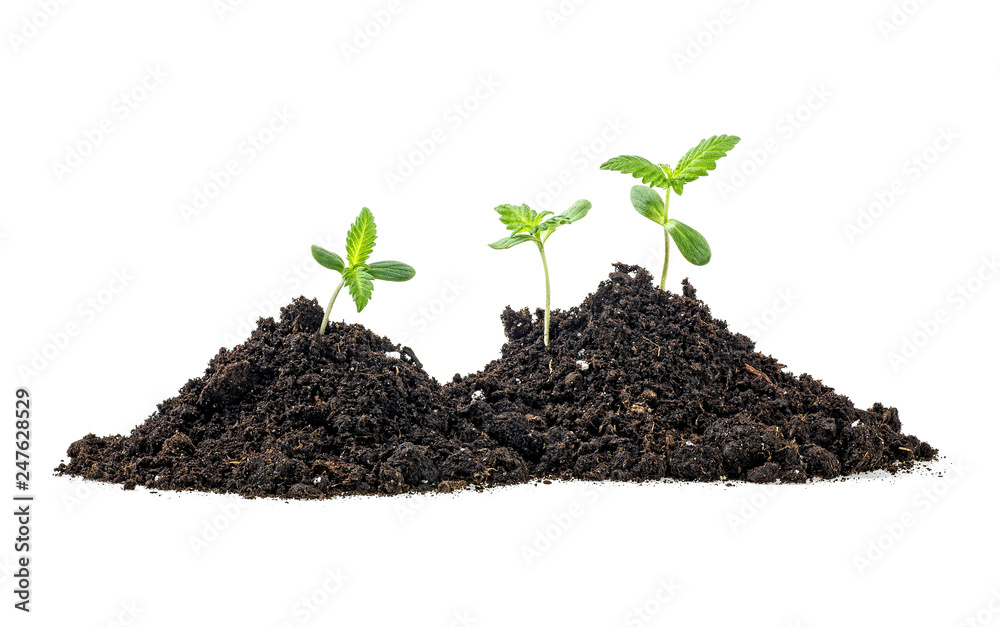 Cannabis sprouts in soil humus, white background. Cannabis Marijuana plant. Cannabis sprouts in soil humus, white background. Cannabis Marijuana plant.