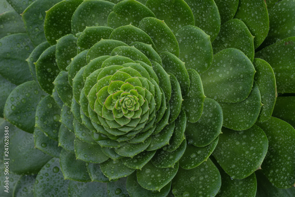 Fototapeta premium Succulent close up with rain drops, macro.