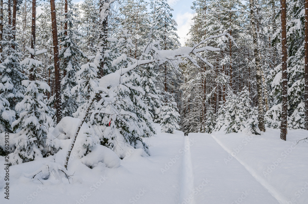 The road through the beautiful coniferous snowy forest The road through the beautiful coniferous snowy forest