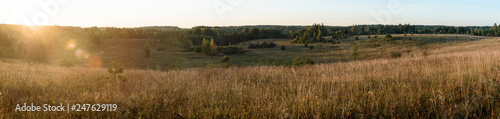 Panorama of the field against a coniferous forest.